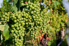 Load image into Gallery viewer, RG|NY Wine Club Membership