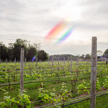 Load image into Gallery viewer, Scielo Rainbow Rosé