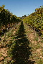 Load image into Gallery viewer, Help Us Harvest 2025
