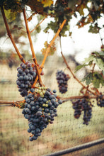 Load image into Gallery viewer, Help Us Harvest 2023
